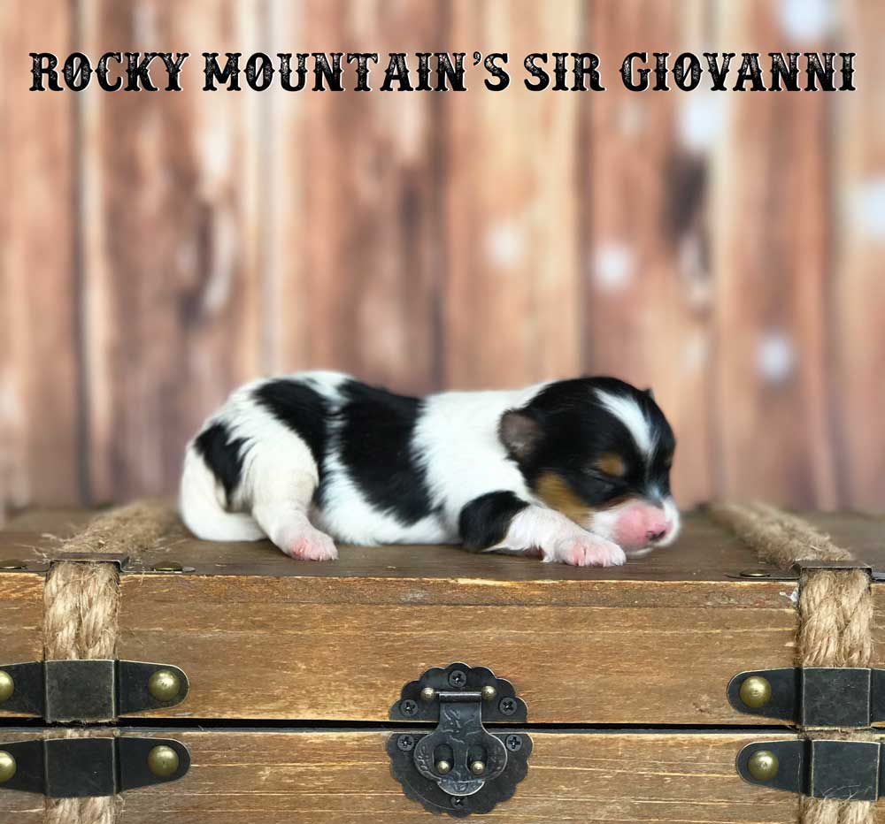 Rocky Mountain's Sir Giovanni Biewer Terrier Puppy