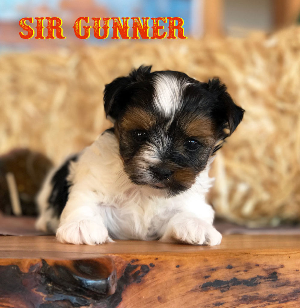 Rocky Mountain's Sir Gunner Biewer Terrier Puppy
