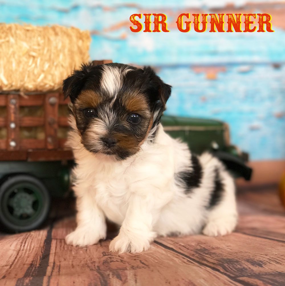 Rocky Mountain's Sir Gunner Biewer Terrier Puppy