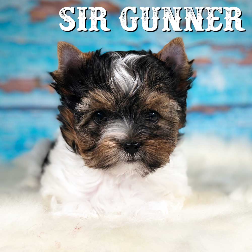 Rocky Mountain's Sir Gunner is 8 Weeks old
