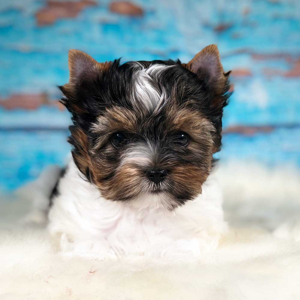 Rocky Mountain's Sir Gunner is 8 Weeks old