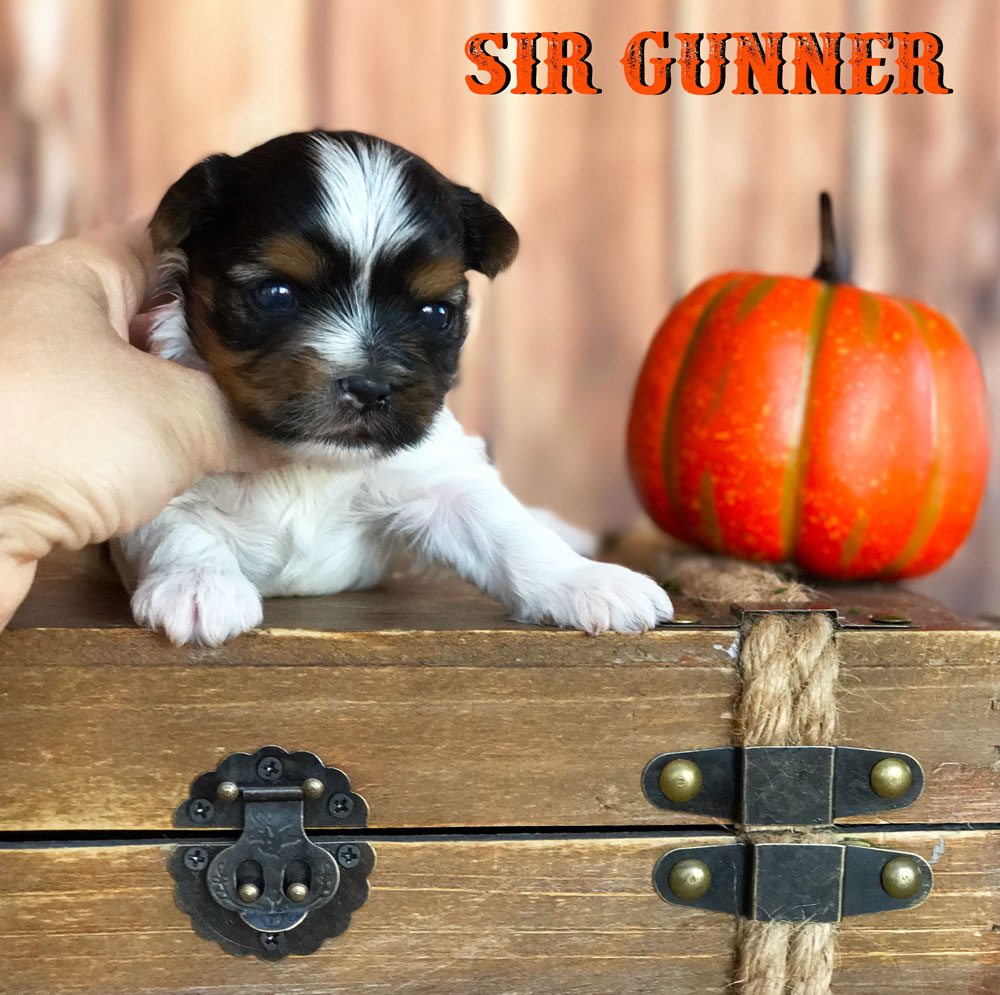 Rocky Mountain's Sir Gunner Biewer Terrier Puppy