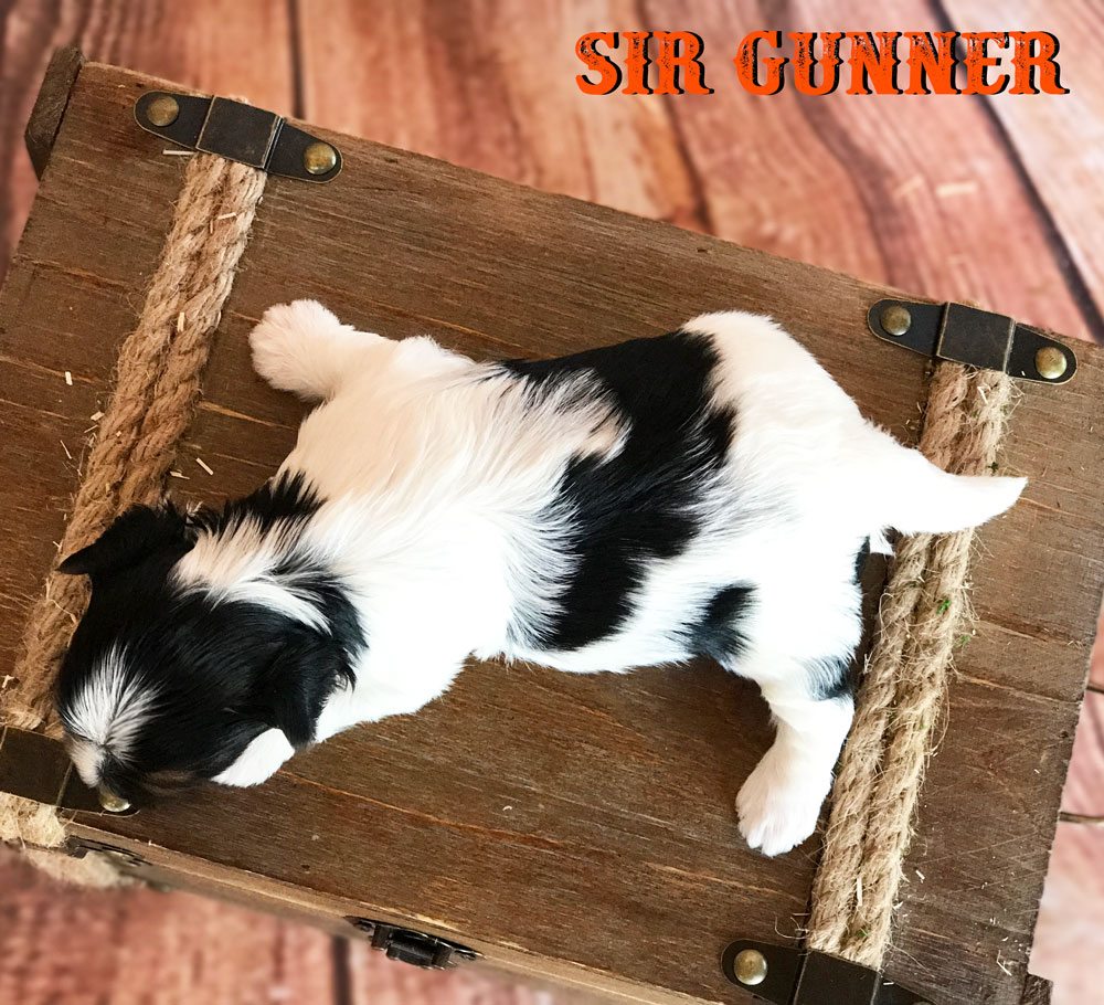 Rocky Mountain's Sir Gunner Biewer Terrier Puppy