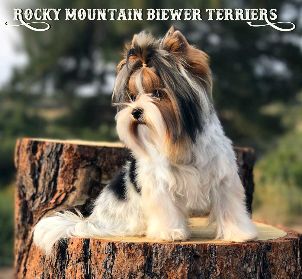 Biewer Terrier Puppy Cut