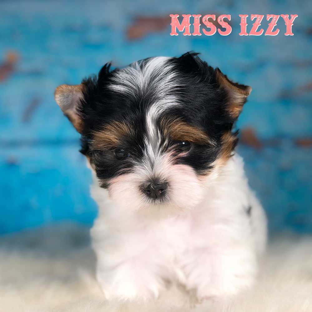 Rocky Mountain's Miss Izzy Biewer Terrier Puppy