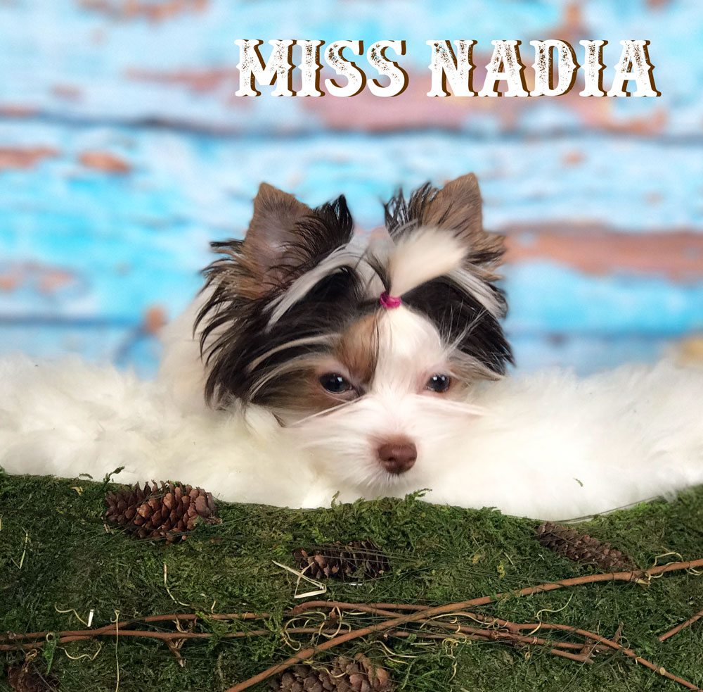 Miss Nadia Chocolate Biewer Yorkie Girl