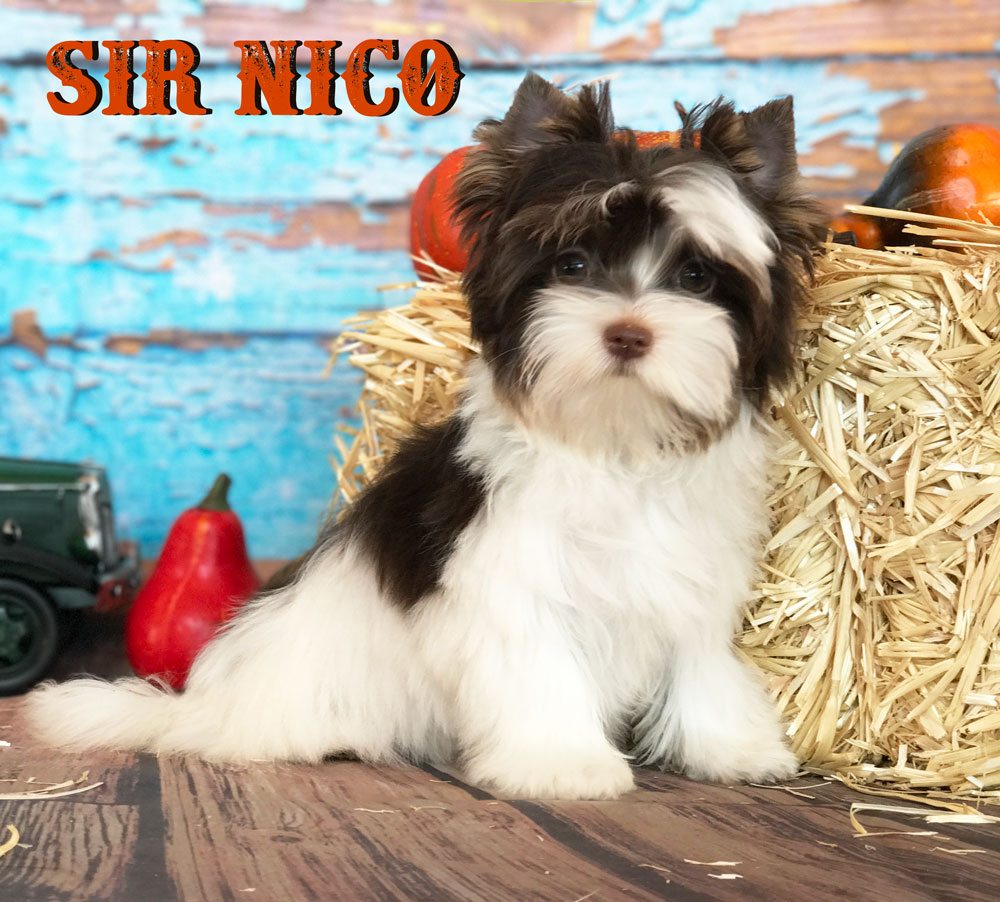 Chocolate Biewer Boy Sir Nico