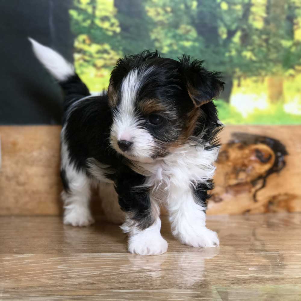 Rocky Mountain's Sir Ethan, Biewer Terrier Puppy