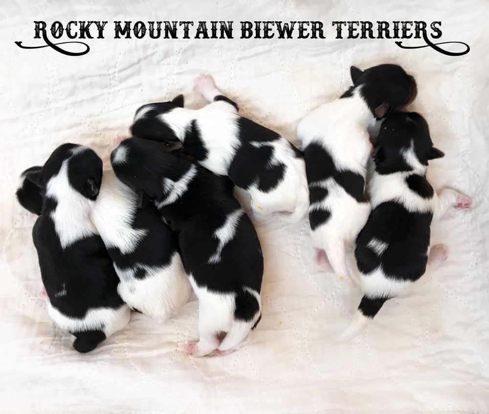 Rocky Mountain Biewer Terriers Nursery