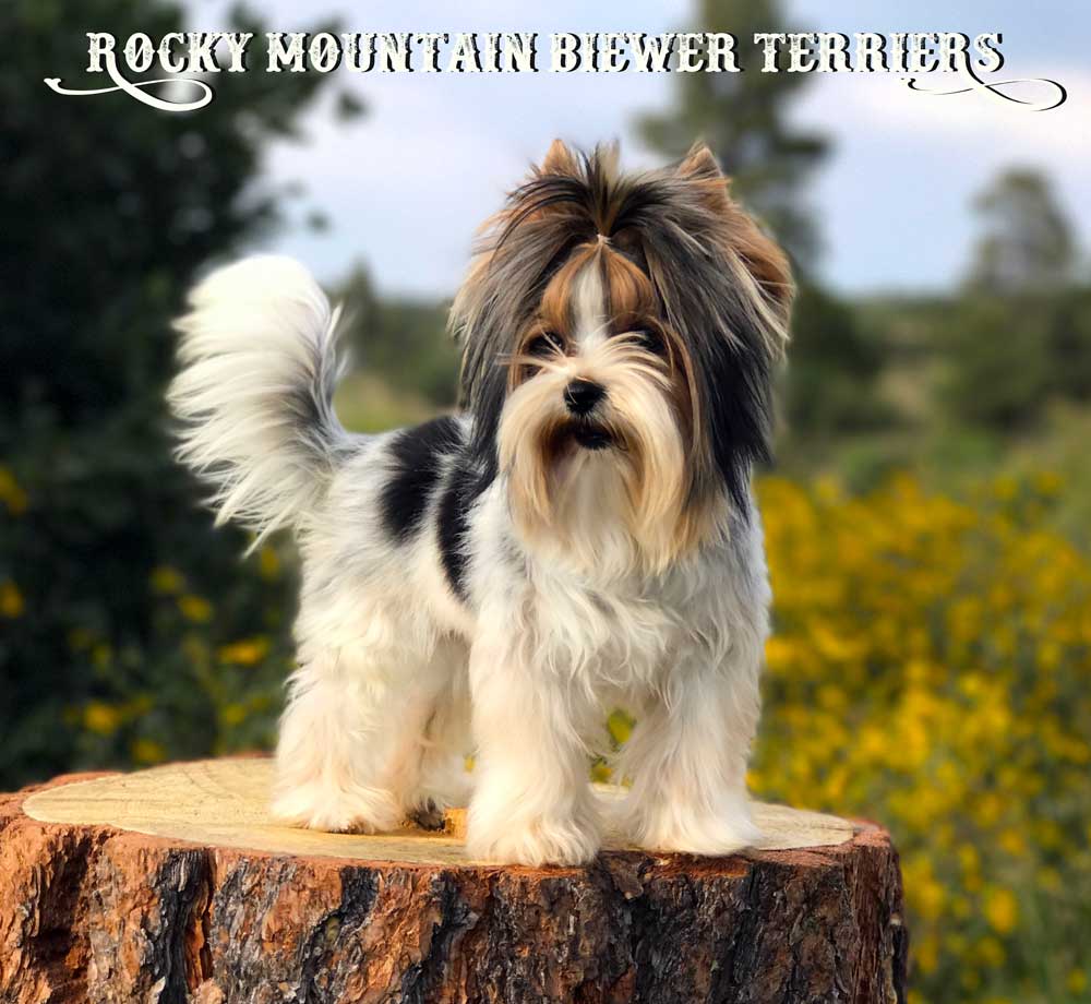 Biewer Terrier Puppy Cut