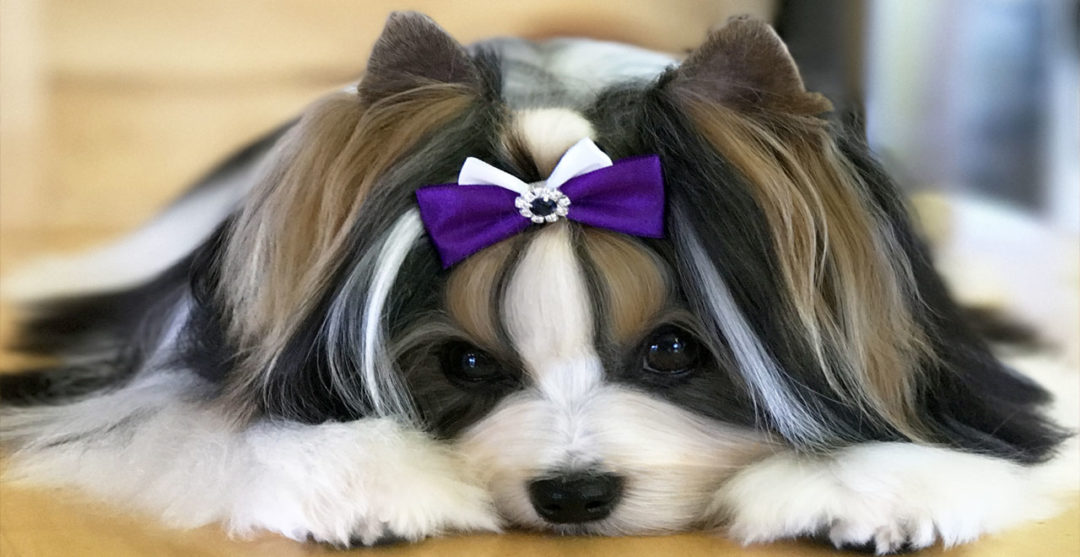 Biewer Terrier Sir Cosmo Slider