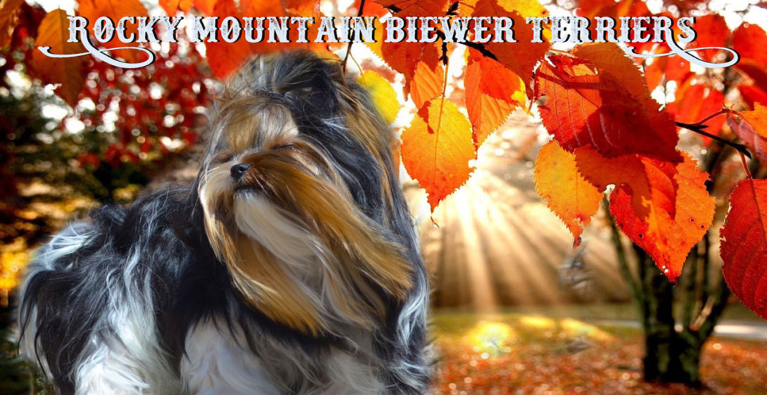 Rocky Mountain Biewer Terrier Fall Season