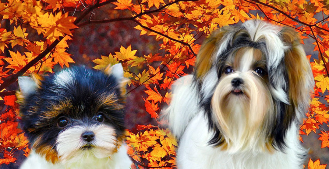 Rocky Mountain Biewer Terrier Fall Season
