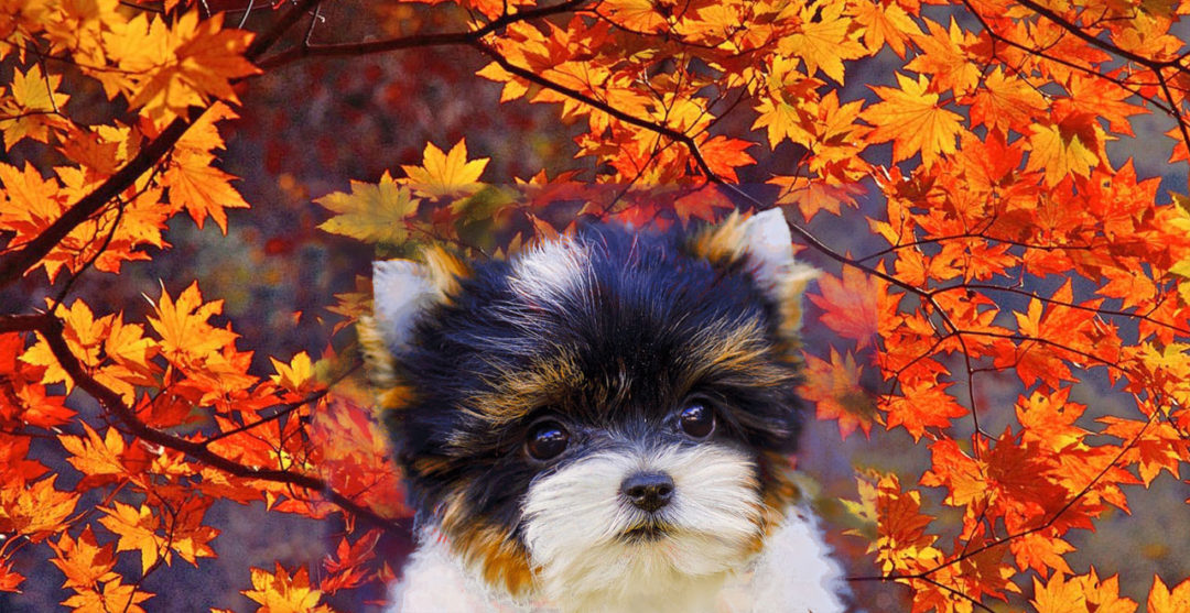 Rocky Mountain Biewer Terrier Fall Season Rocky Mountain Biewer Terriers