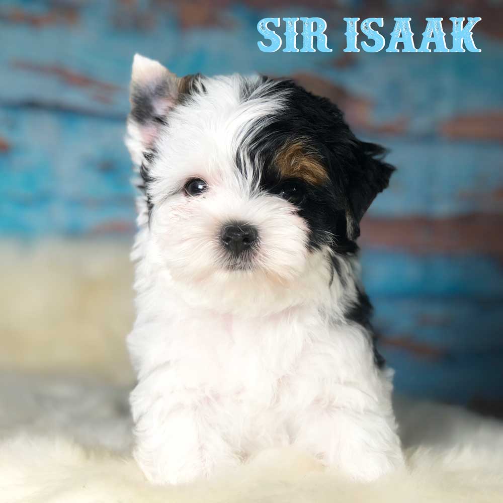 Sir Isaak Biewer Puppy Boy