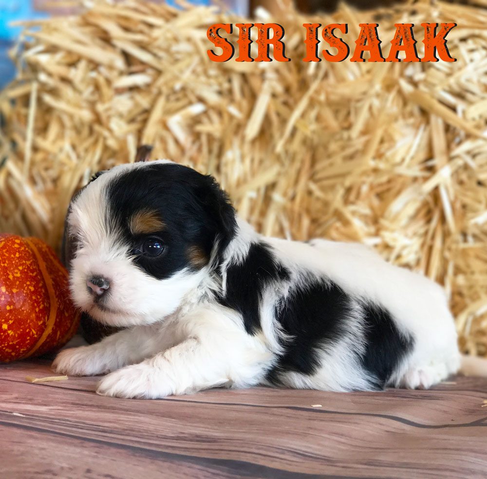 Rocky Mountain's Sir Isaak Biewer Terrier Puppy