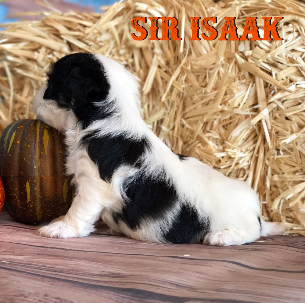 Rocky Mountain's Sir Isaak Biewer Terrier Puppy