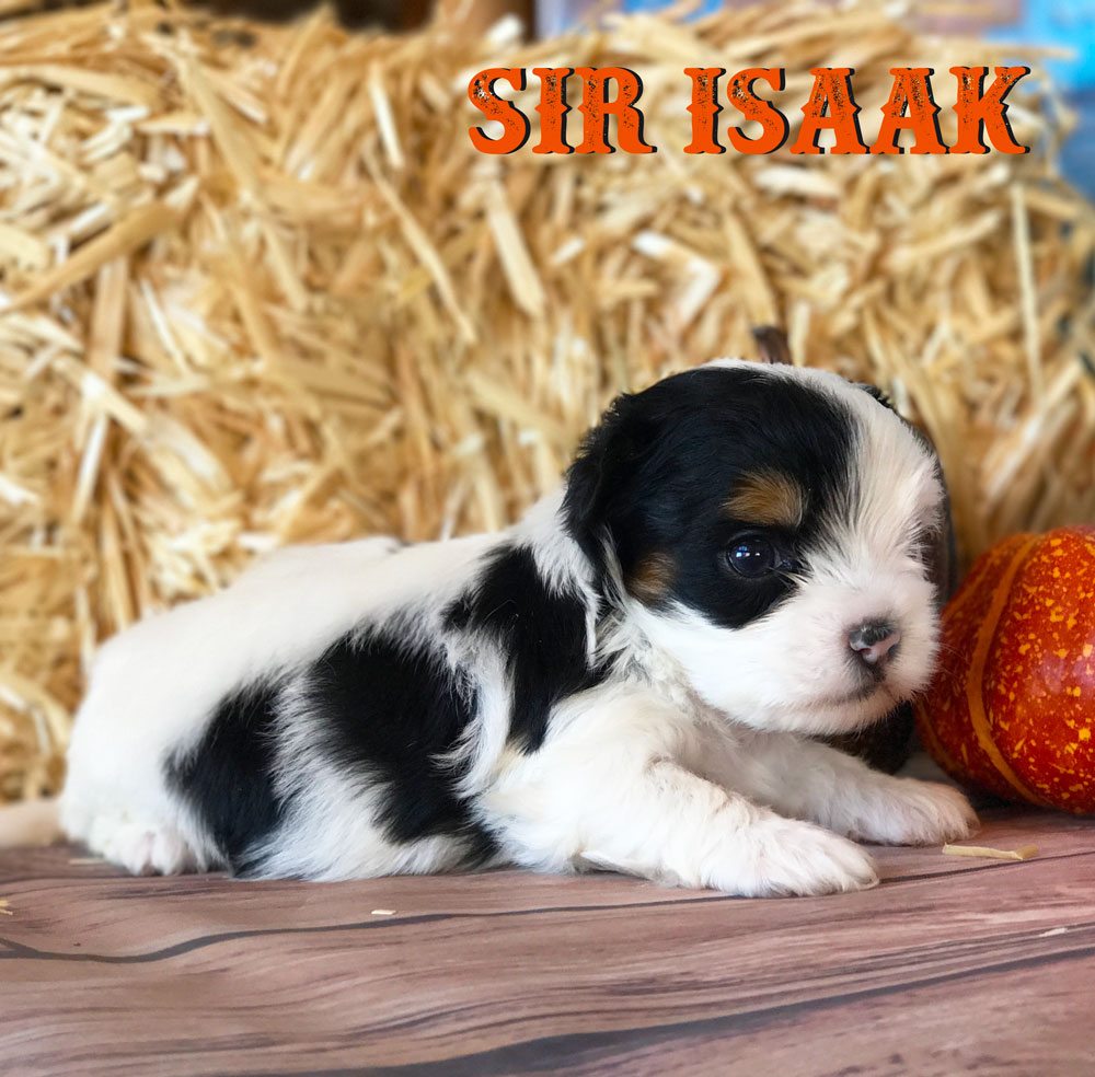 Rocky Mountain's Sir Isaak Biewer Terrier Puppy