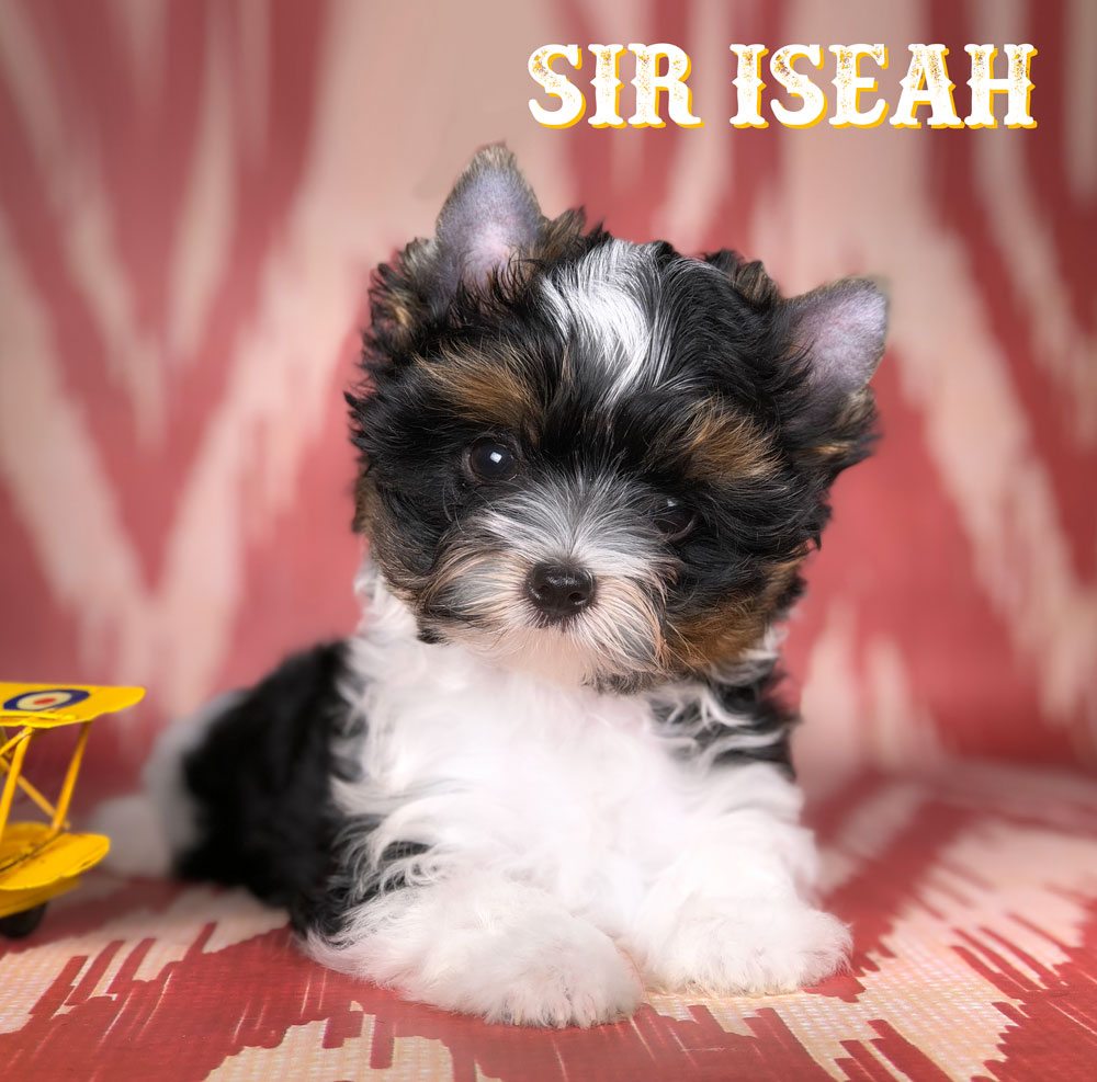 Biewer Terrier Puppy Sir Iseah