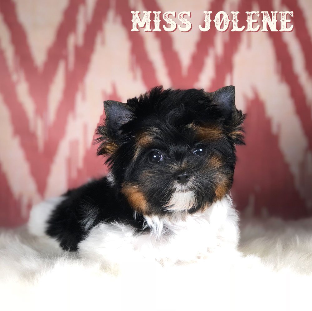 Miss Jolene Biewer Terrier Puppy