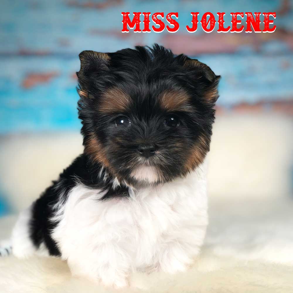 Miss Jolene Biewer Terrier Puppy
