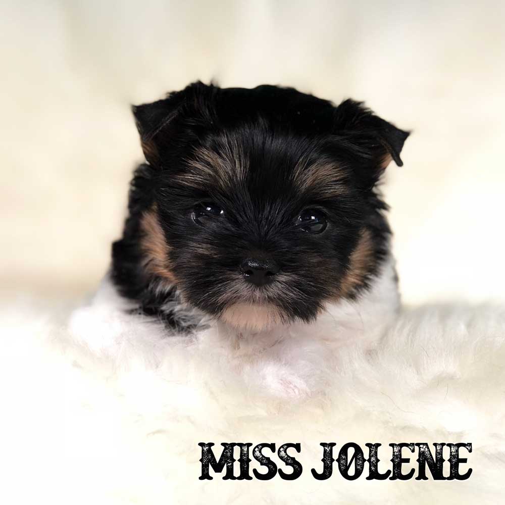 Miss Jolene Biewer Terrier Puppy
