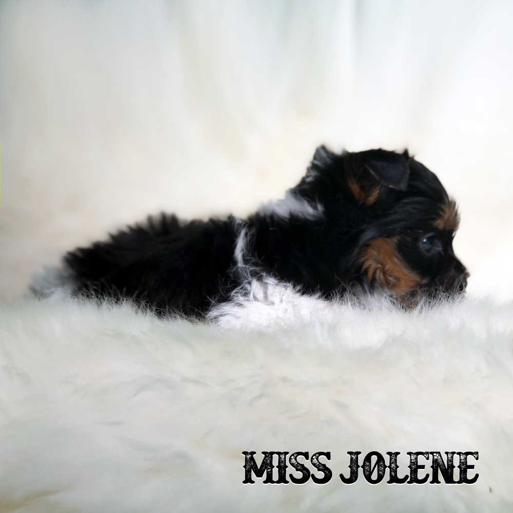 Miss Jolene Biewer Terrier Puppy