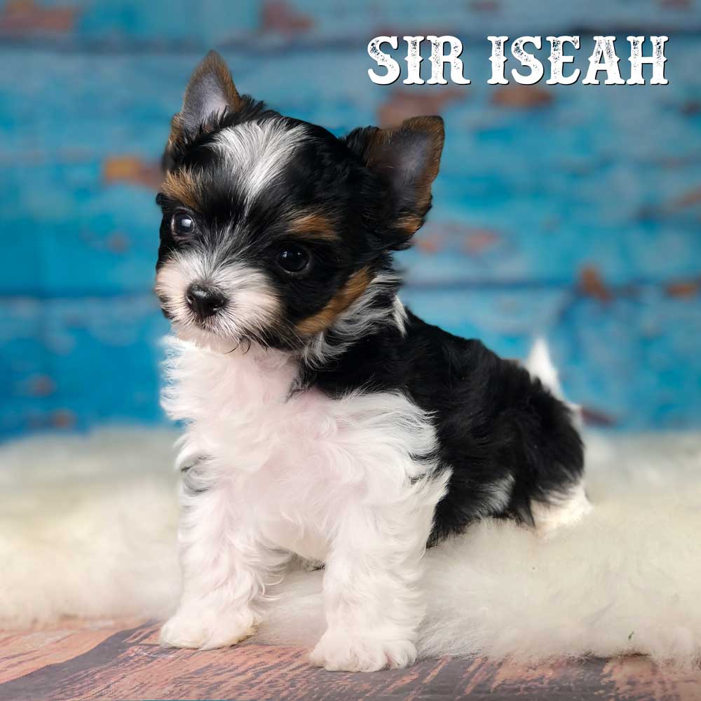 Biewer Terrier Puppy Sir Iseah