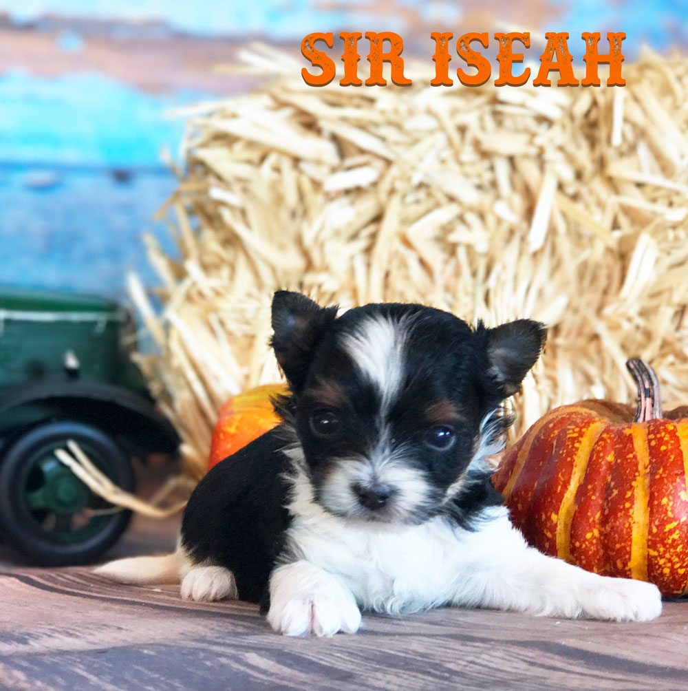 Biewer Terrier Puppy Sir Iseah