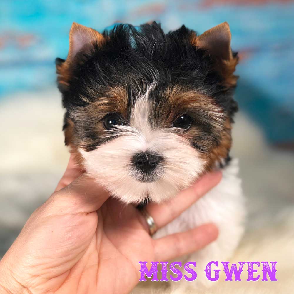 Miss Gwen Biewer Terrier Girl