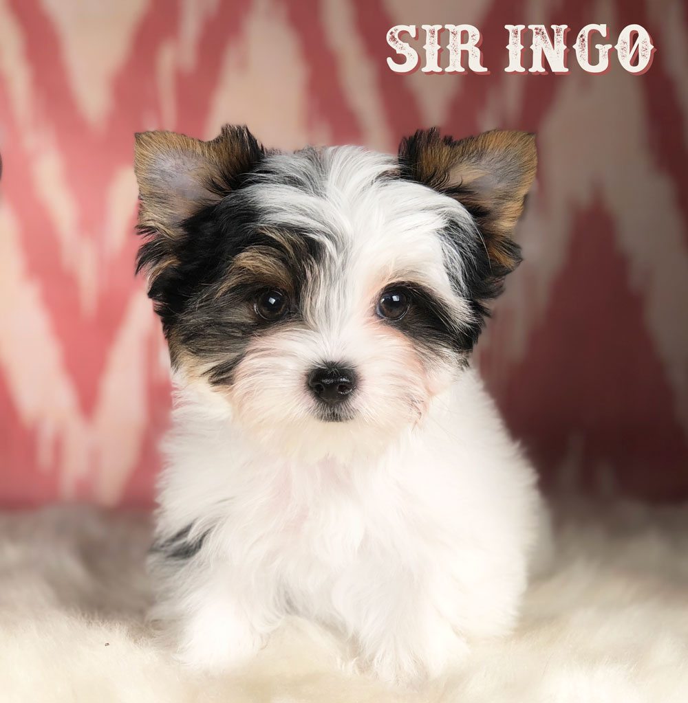 Sir Ingo Biewer Terrier Puppy