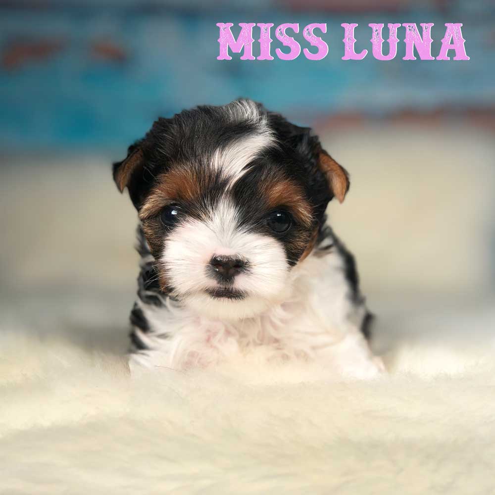 Miss Luna Biewer Terrier Girl