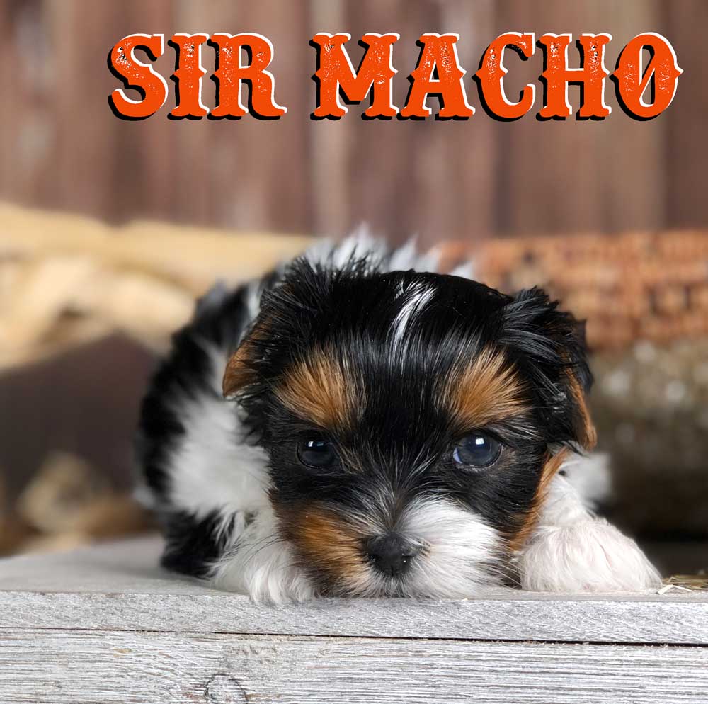 Rocky Mountain's Sir Macho Biewer Terrier Puppy