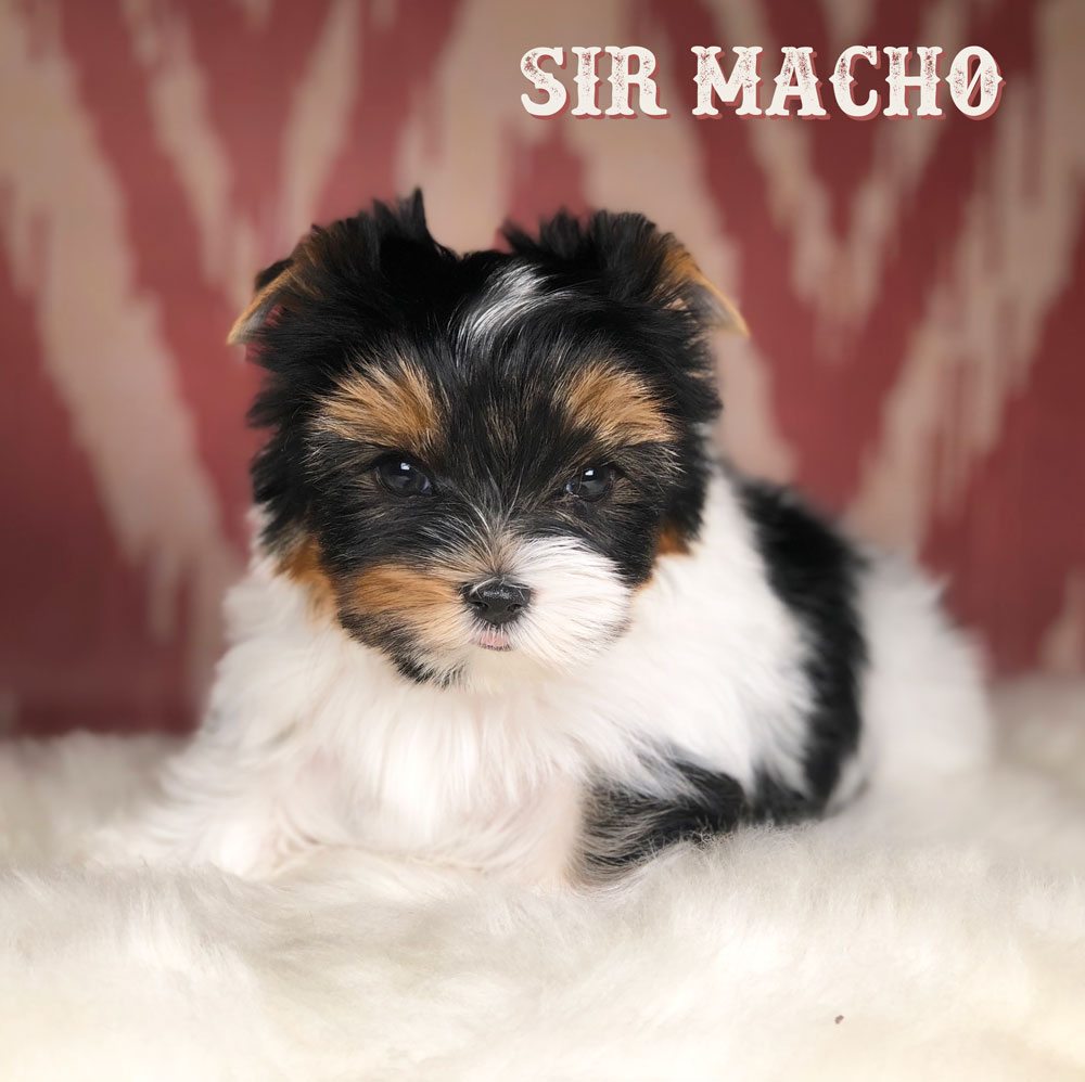Rocky Mountain's Sir Macho Biewer Terrier Puppy
