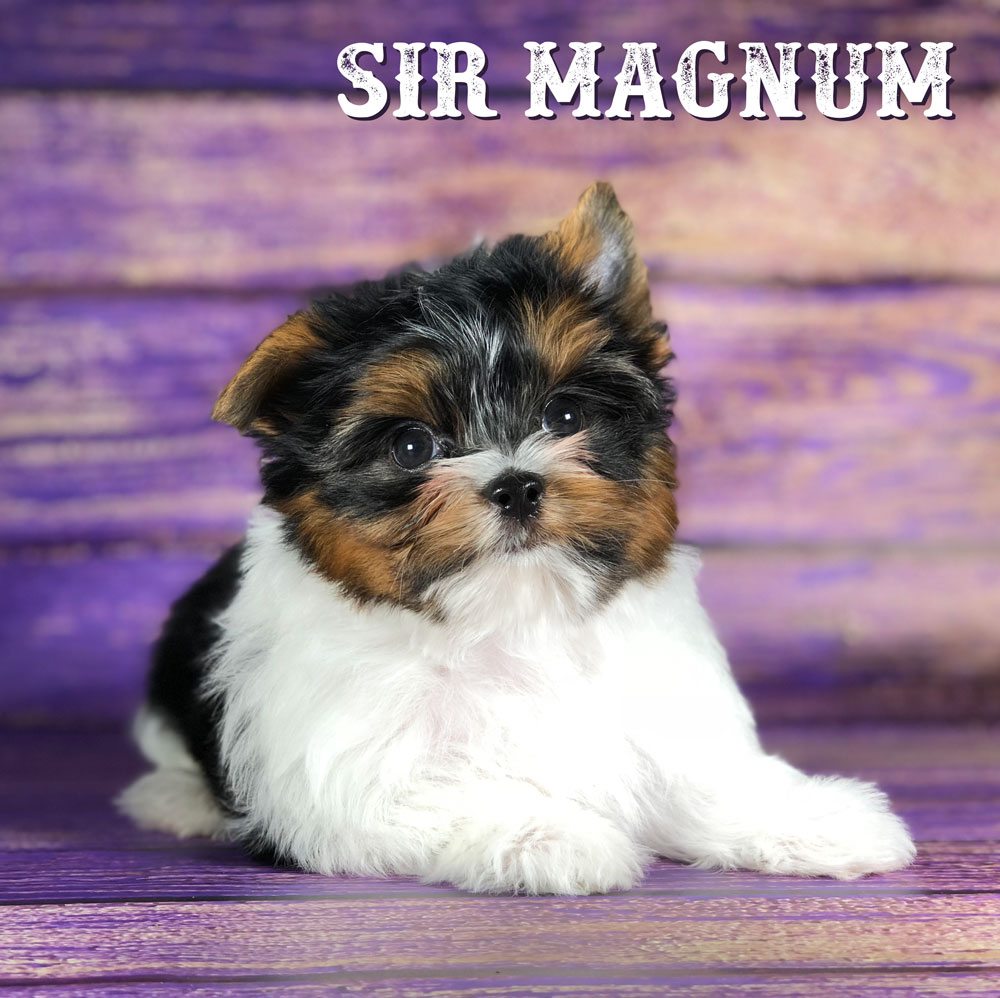 Rocky Mountain's Sir Magnum