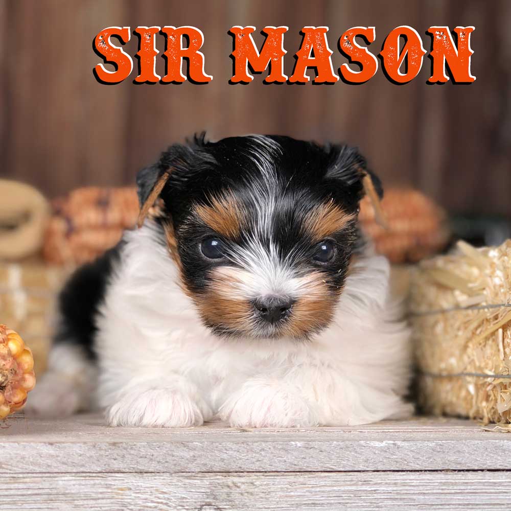 Rocky Mountain's Sir Mason Biewer Terrier