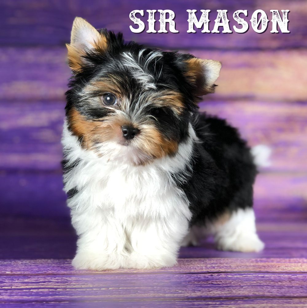 Rocky Mountain's Sir Mason