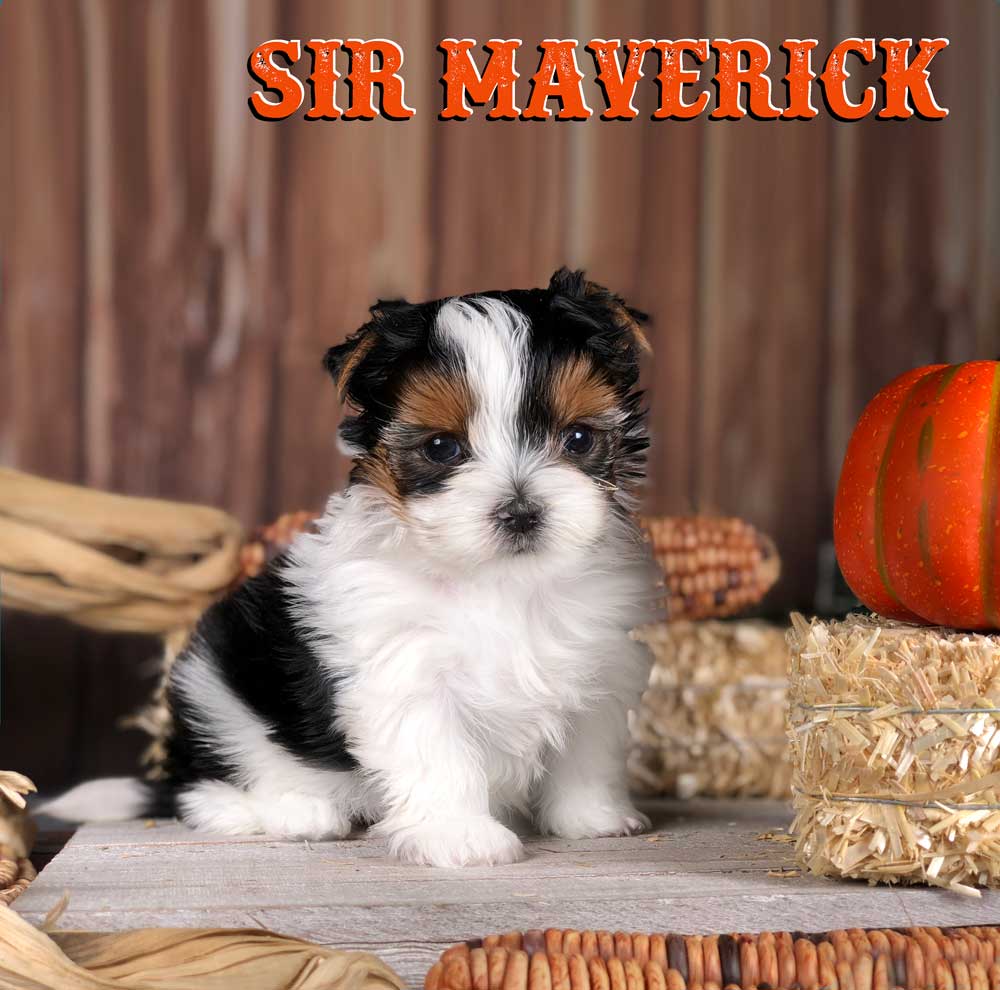 Rocky Mountain's Sir Maverick Biewer Terrier Puppy