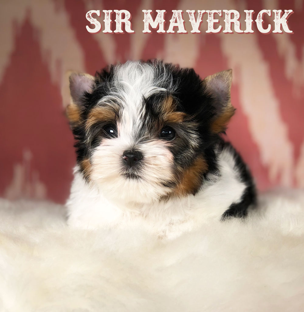 Rocky Mountain's Sir Maverick Biewer Terrier Puppy