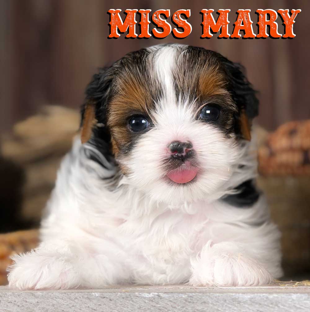 Rocky Mountain's Miss Mary Biewer Terrier
