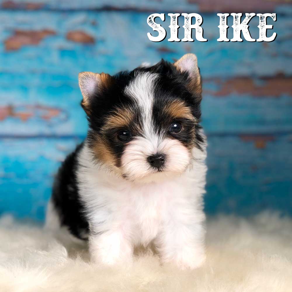 Sir Ike Biewer Terrier Puppy