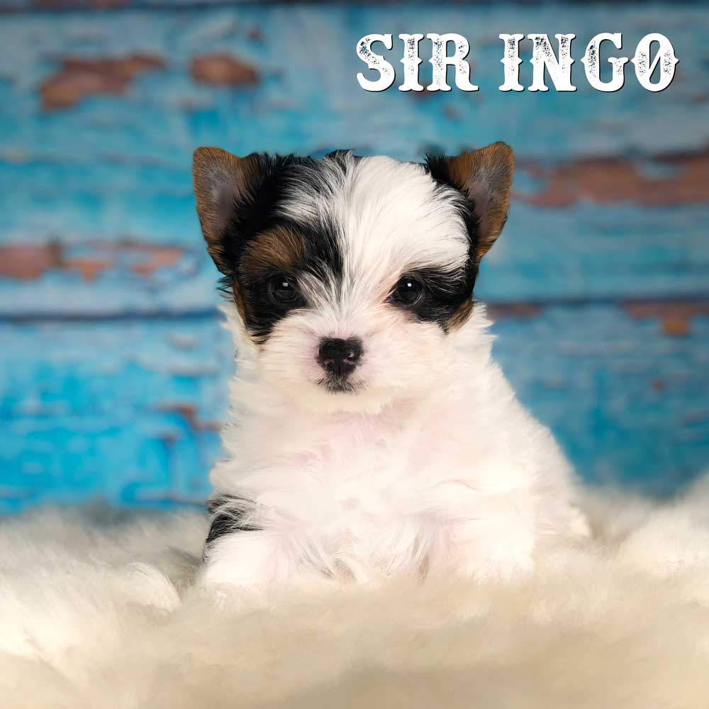 Sir Ingo Biewer Terrier Puppy