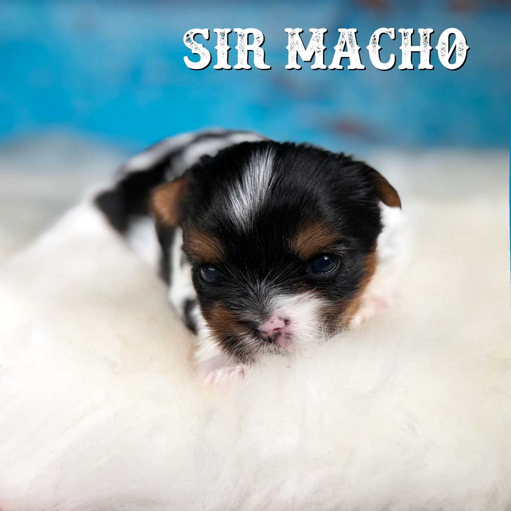 Rocky Mountain's Sir Macho Biewer Terrier Puppy