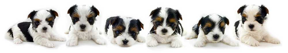 Rocky Mountain Biewer Terrier Puppies