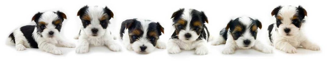 Rocky Mountain Biewer Terrier Puppies