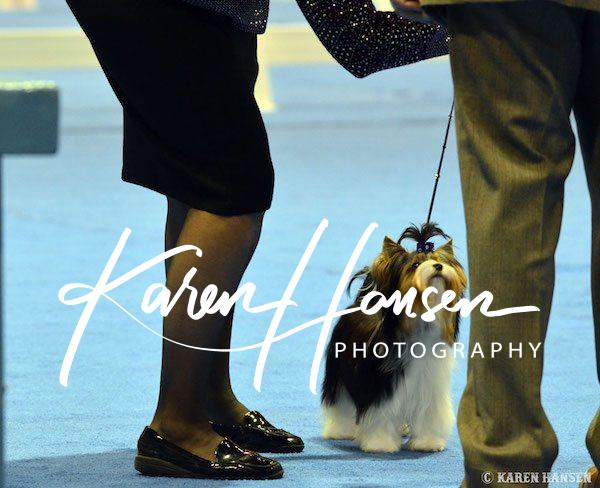 Biewer Terriers at the AKC Championship 2017 in Orlando