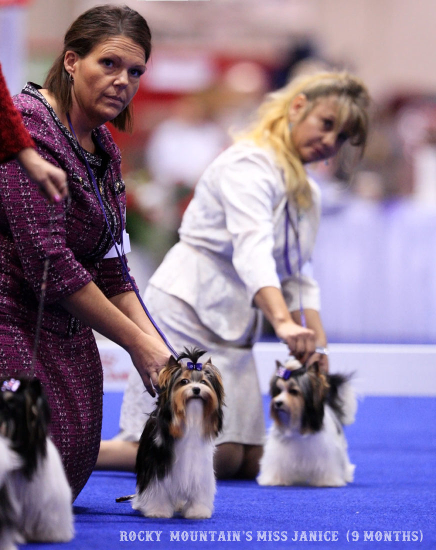 Rocky Mountain Biewer Terriers Orlando 2017 AKC National Championship