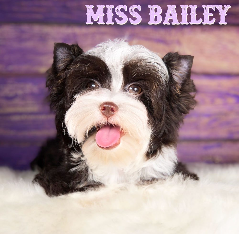 Miss Bailey Chocolate Biewer Puppy