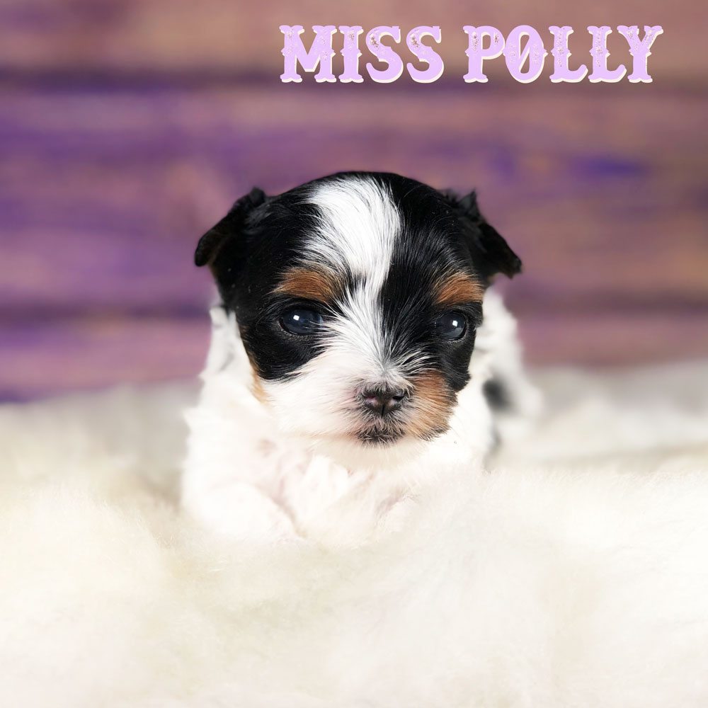 Miss Poly Biewer Terrier Puppy Girl