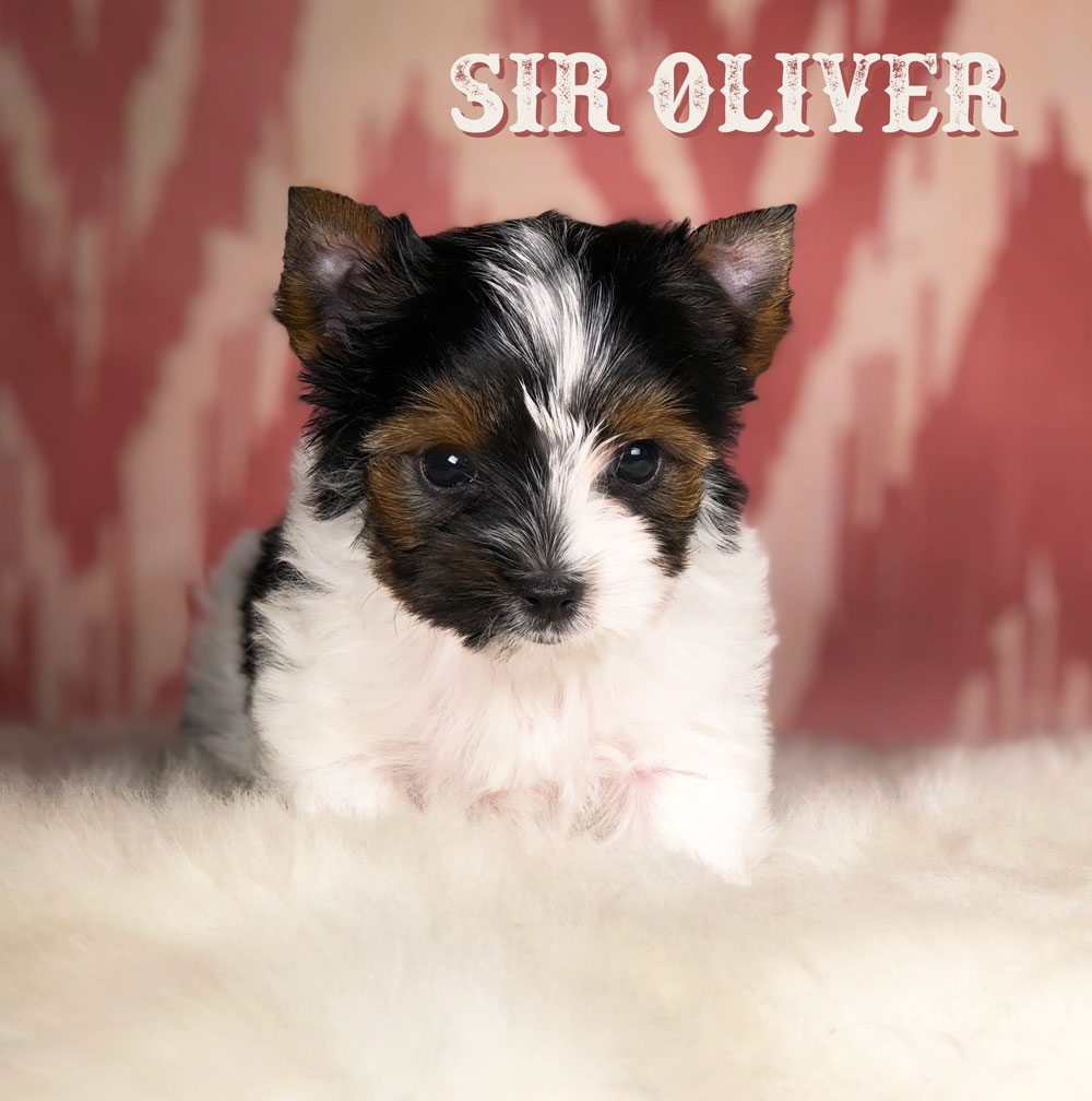 Sir Oliver Biewer Terrier Puppy
